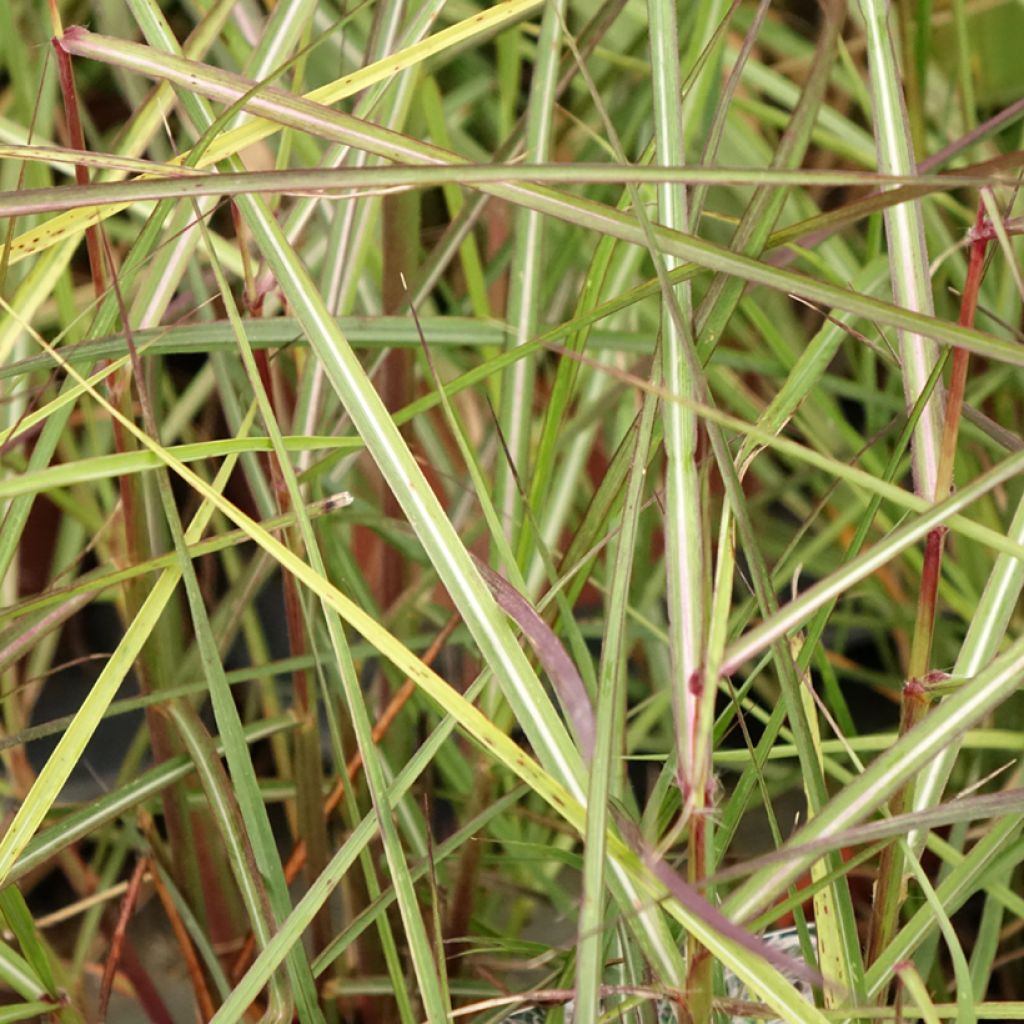 Miscanthus sinensis Aperitiv (Aperitif) - Roseau de Chine
