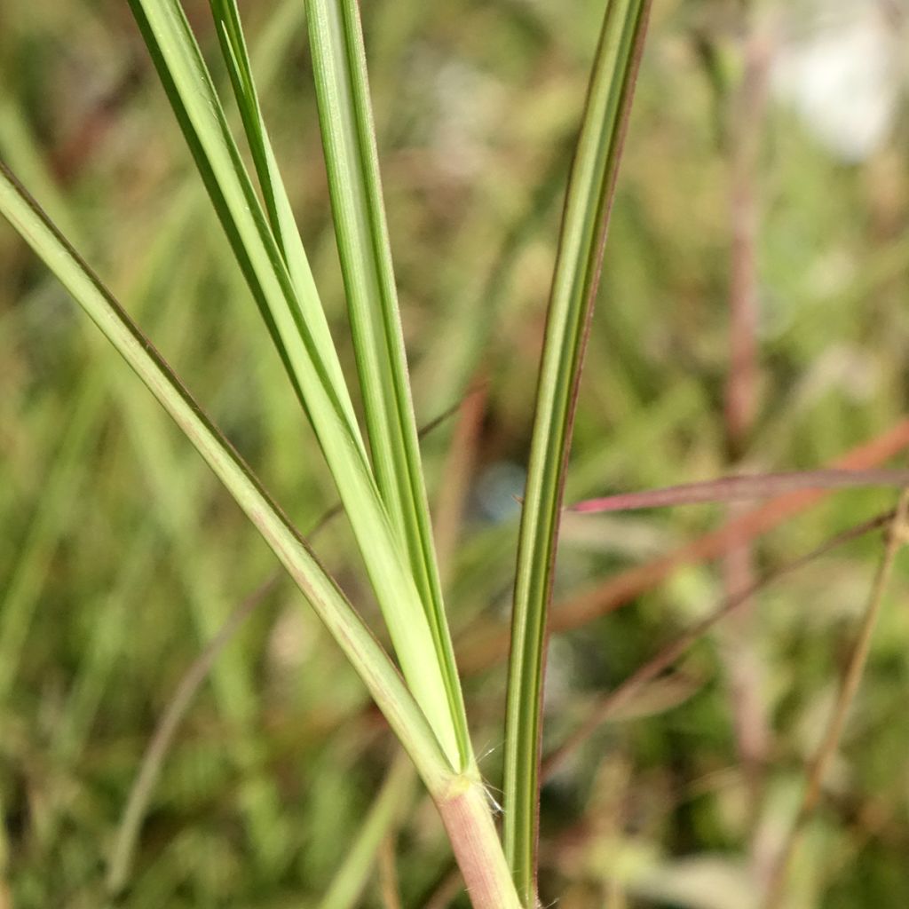 Miscanthus sinensis China - Eulalie - Roseau de Chine