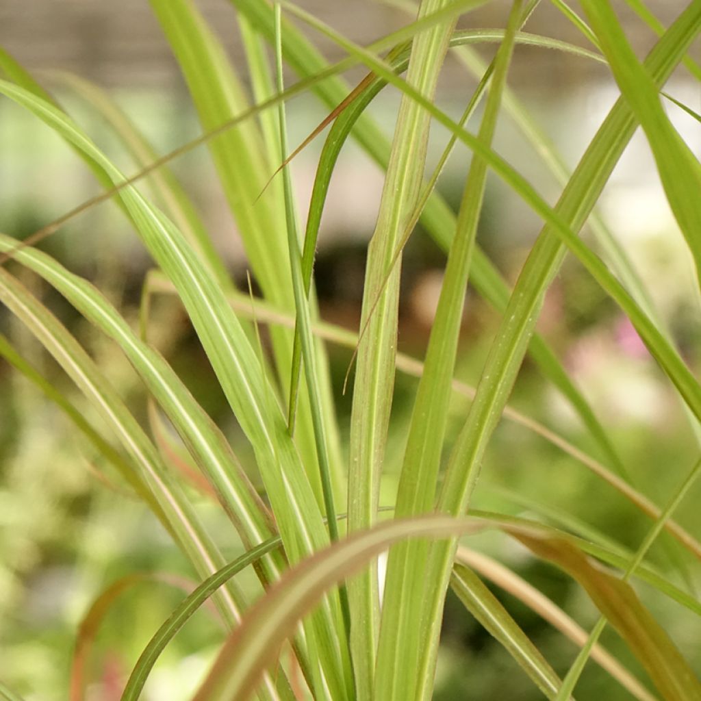 Miscanthus sinensis Kaskade - Roseau de Chine