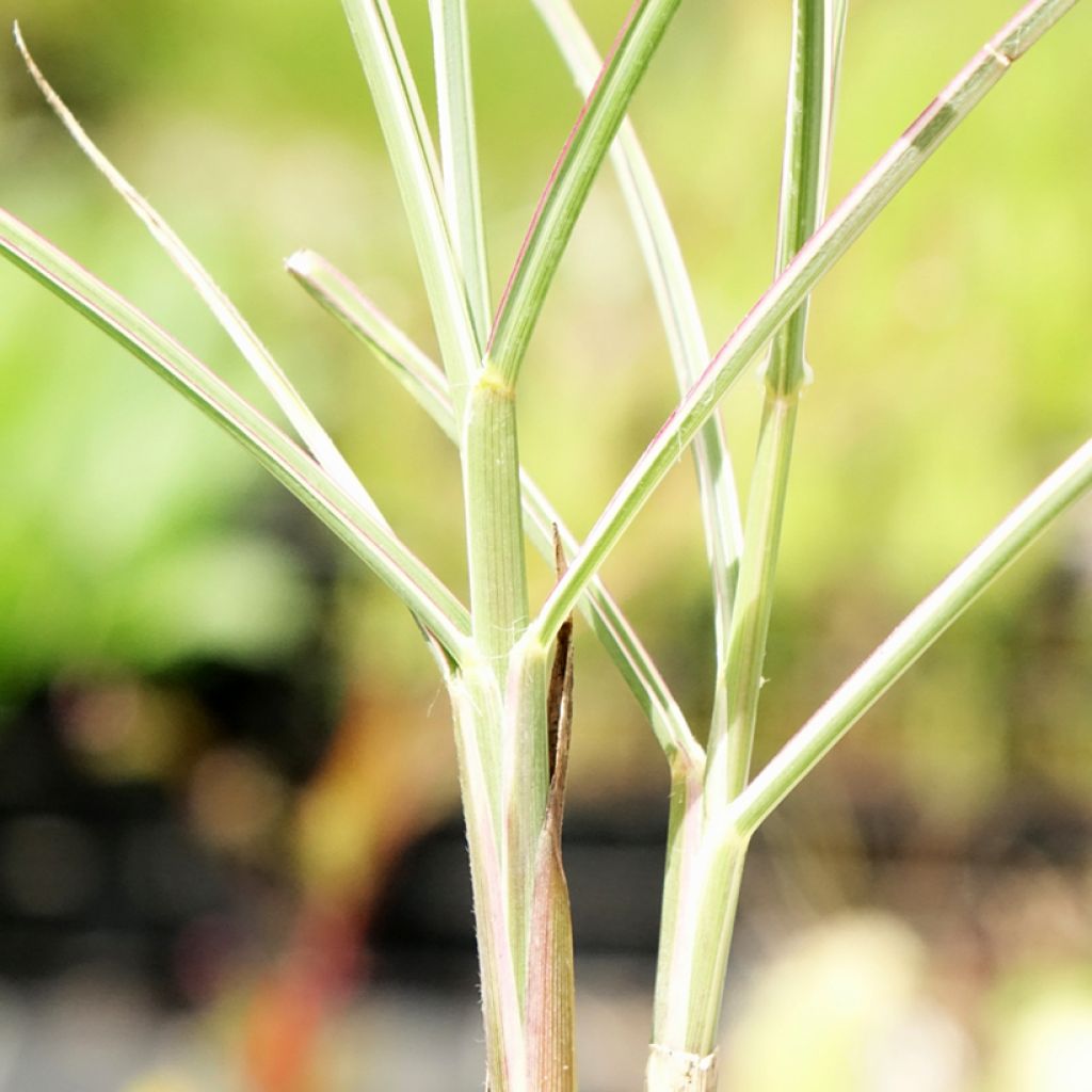 Miscanthus sinensis Morning Bright - Roseau de Chine