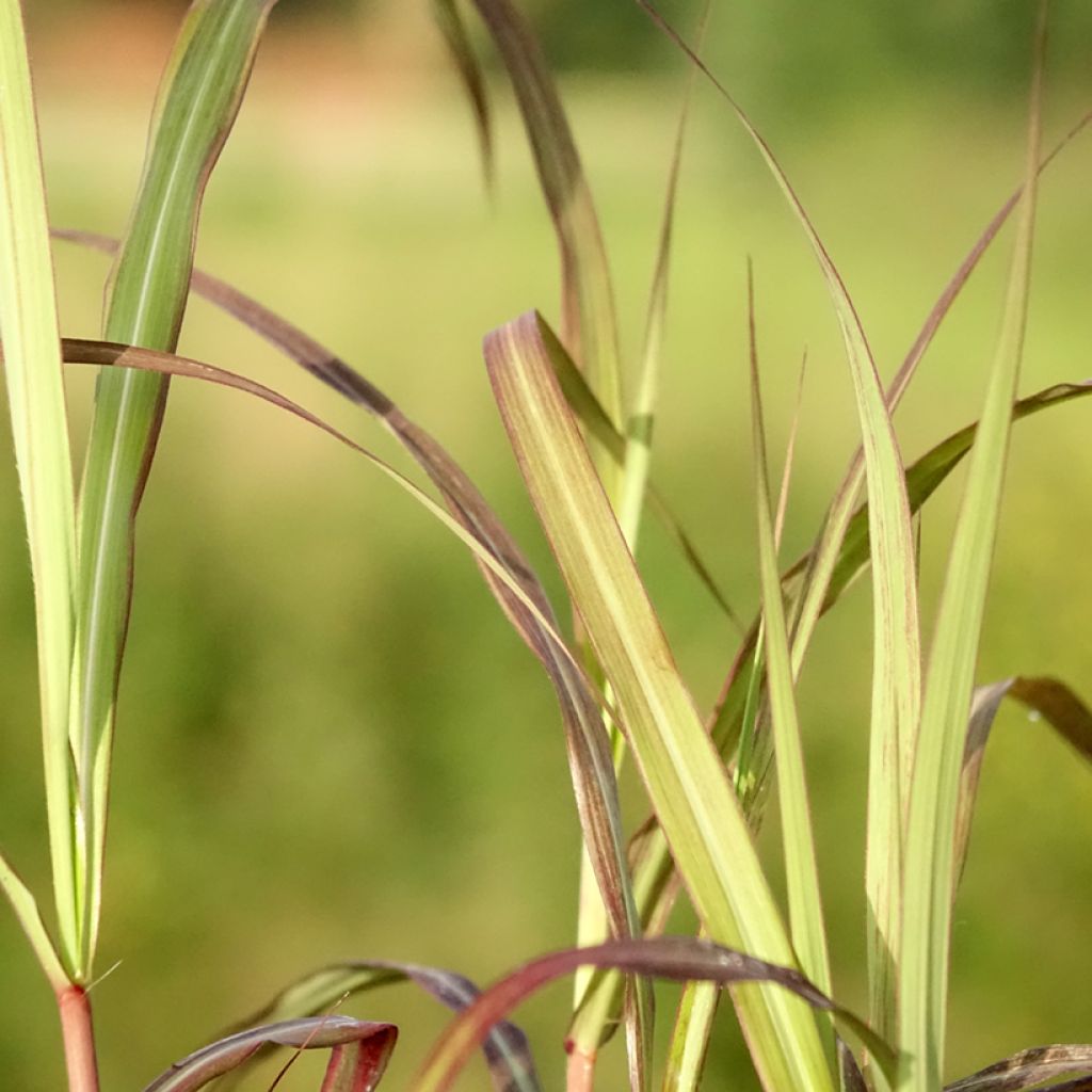 Miscanthus sinensis Nippon - Eulalie, Roseau de Chine