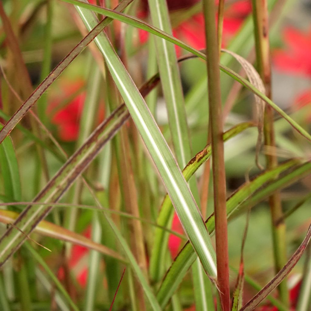 Miscanthus sinensis Samurai - Roseau de Chine
