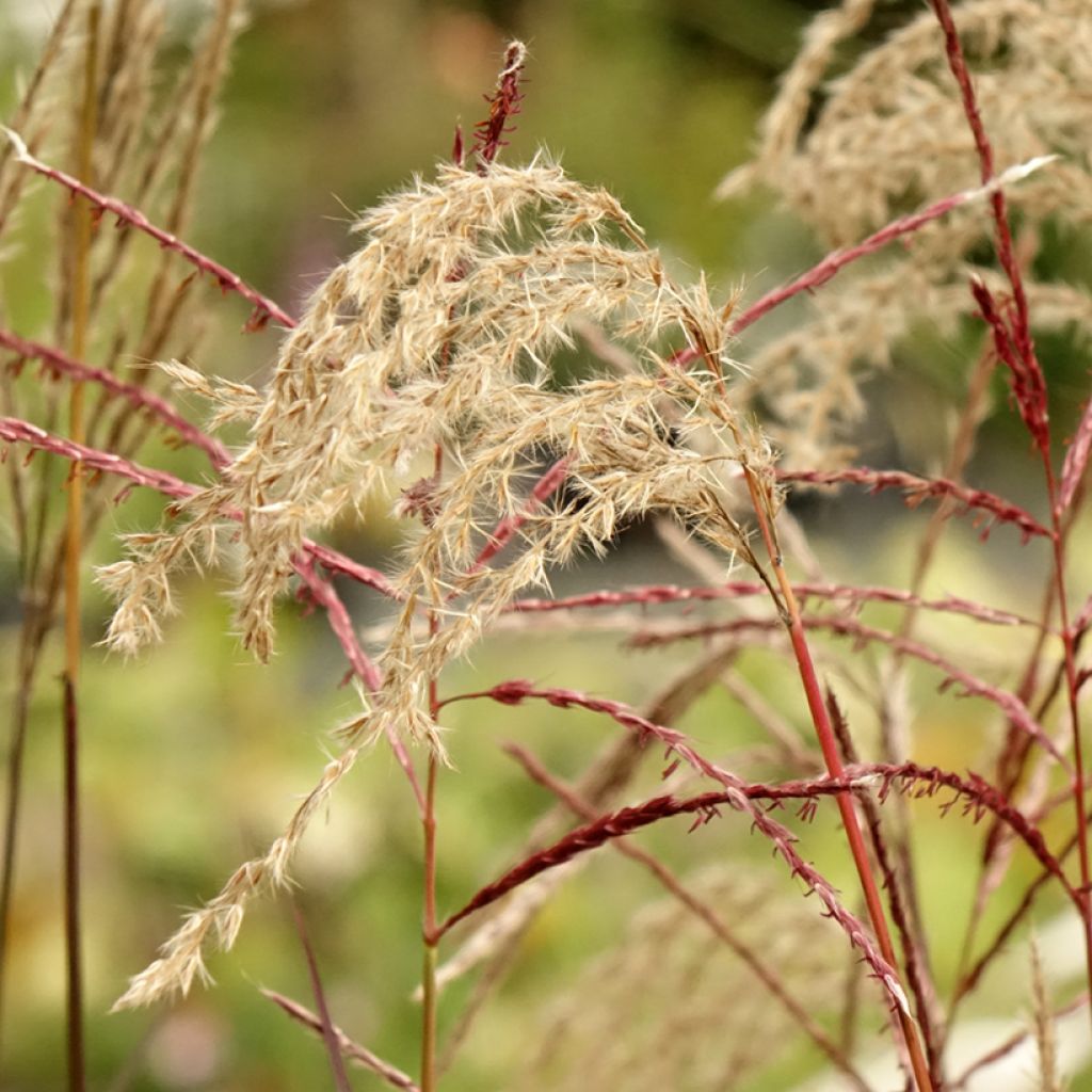 Miscanthus sinensis Samurai - Roseau de Chine