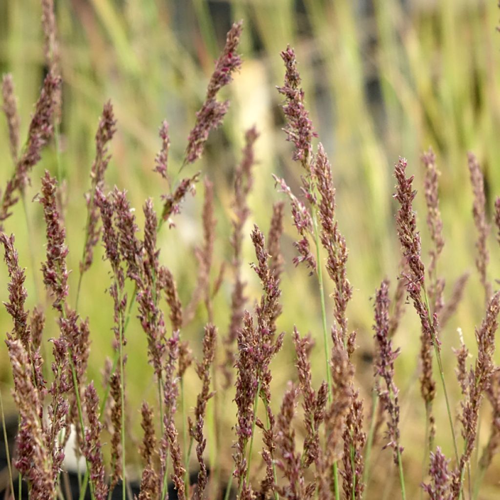 Molinia caerulea Heidezwerg - Molinie bleue à fleurs pourpre