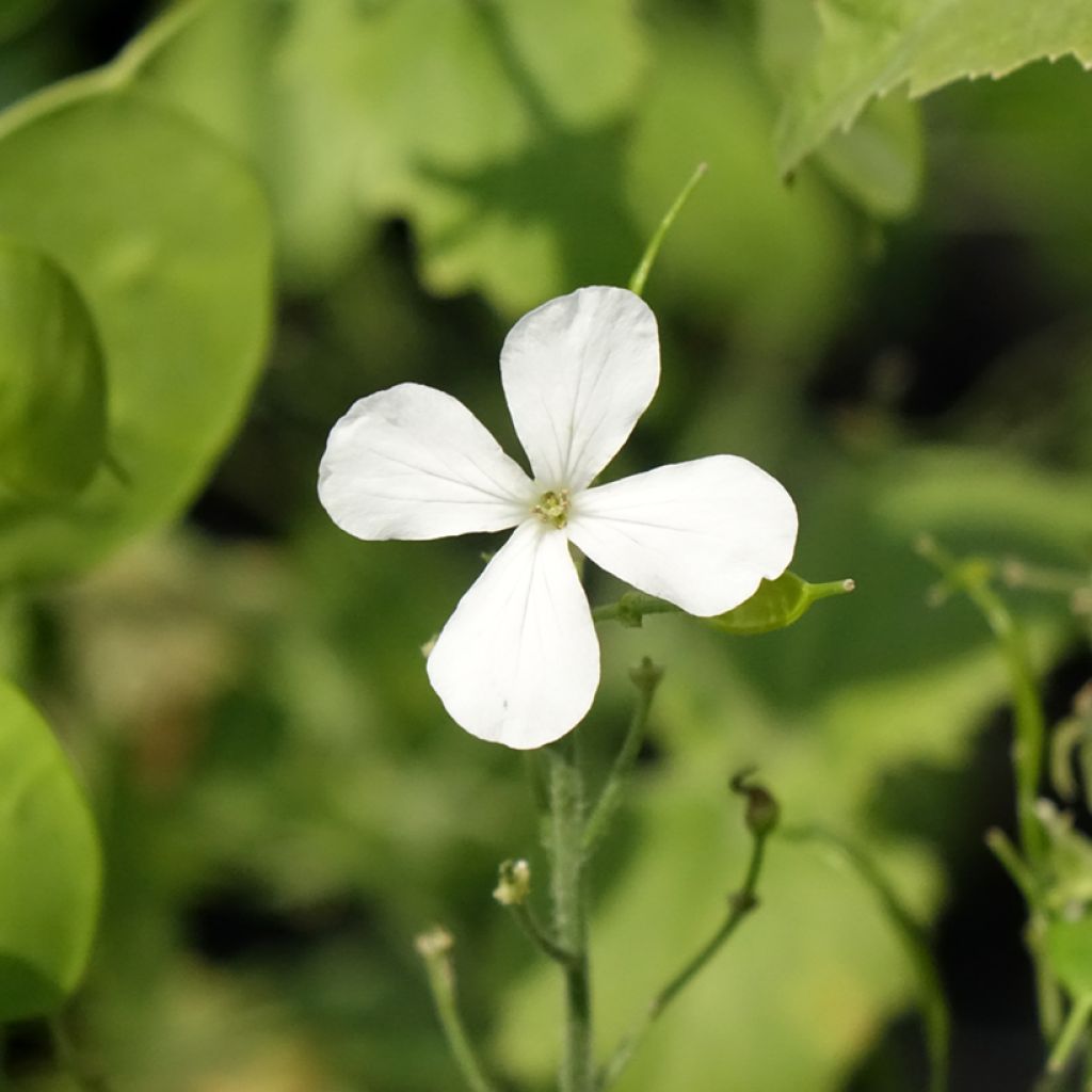 Monnaie du Pape Blanche - Lunaria annua Alba