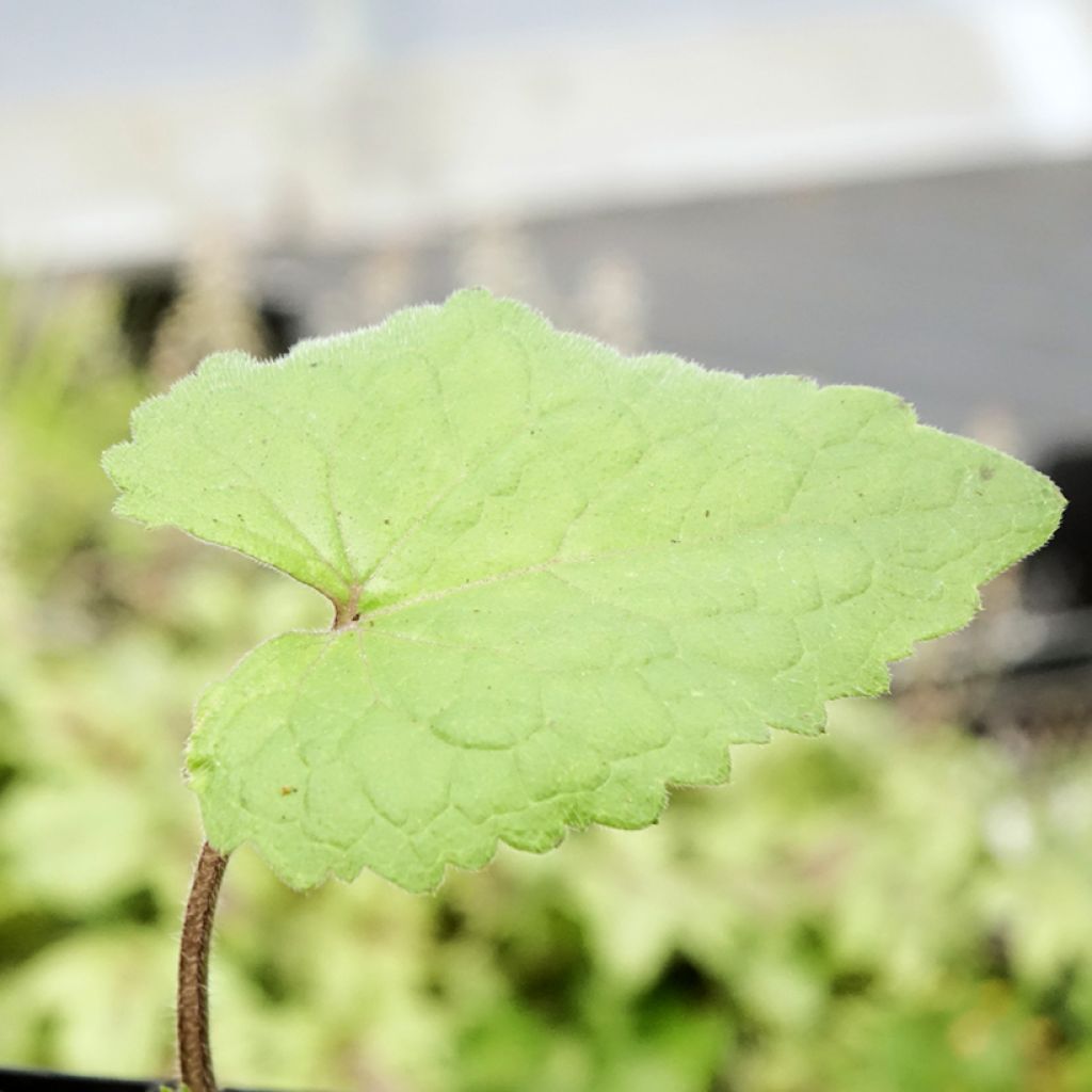 Monnaie du Pape - Lunaria annua