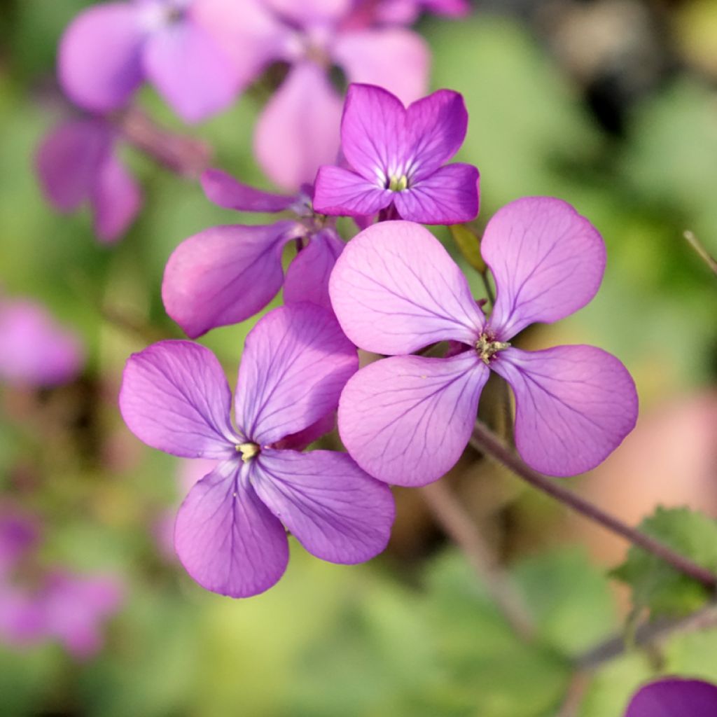Monnaie du Pape - Lunaria annua