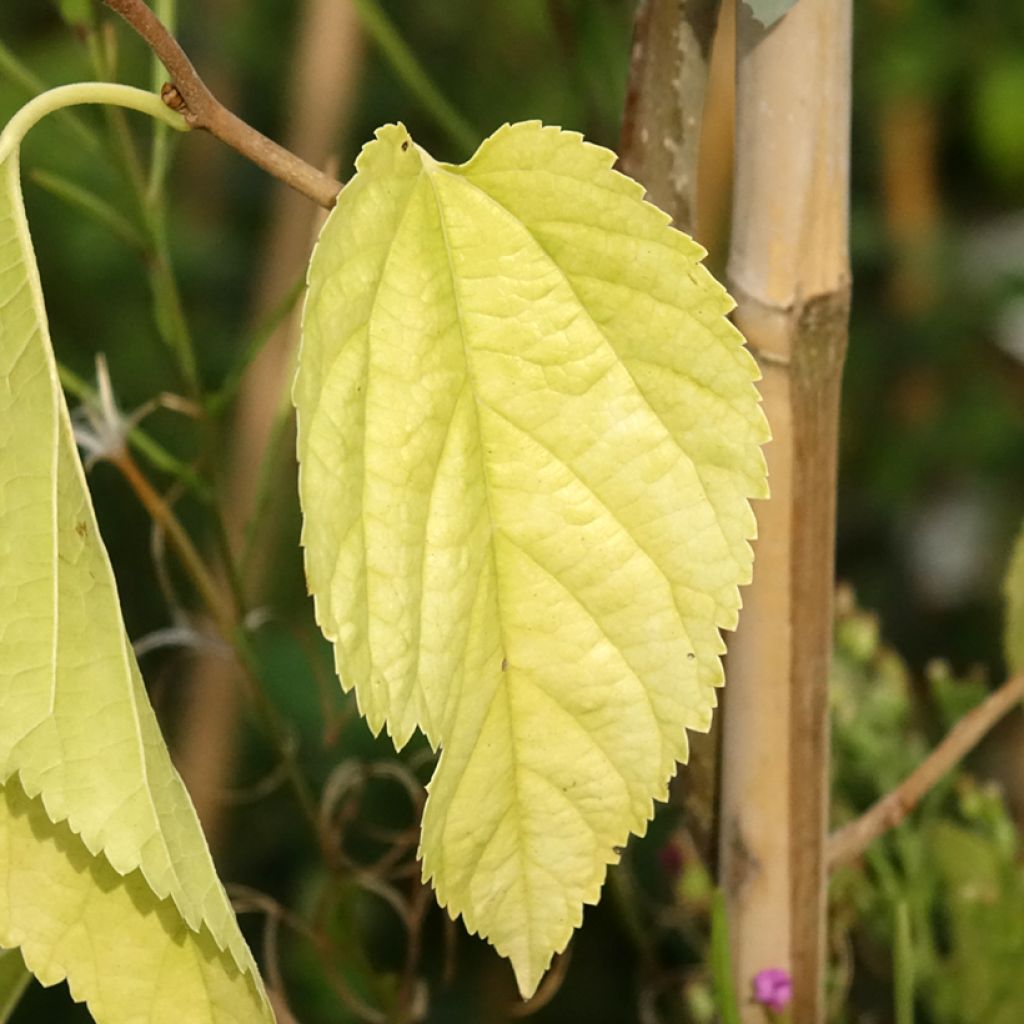 Morus latifolia Spirata - Mûrier à larges feuilles tortueux