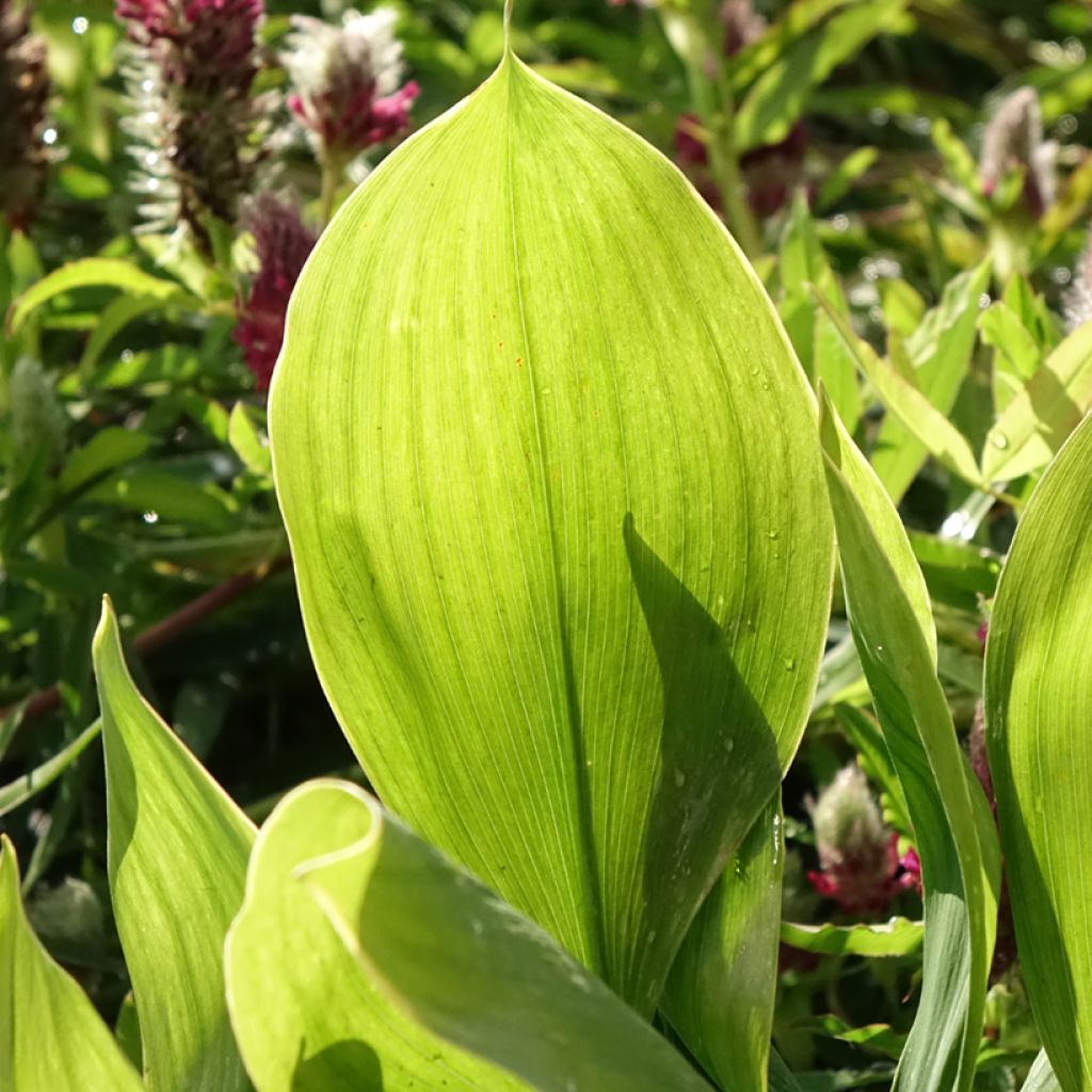 Muguet panaché - Convallaria majalis Hardwick Hall
