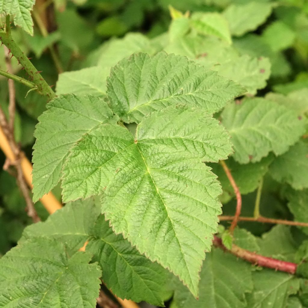 Mûre Medana Tayberry - Mûre-framboise
