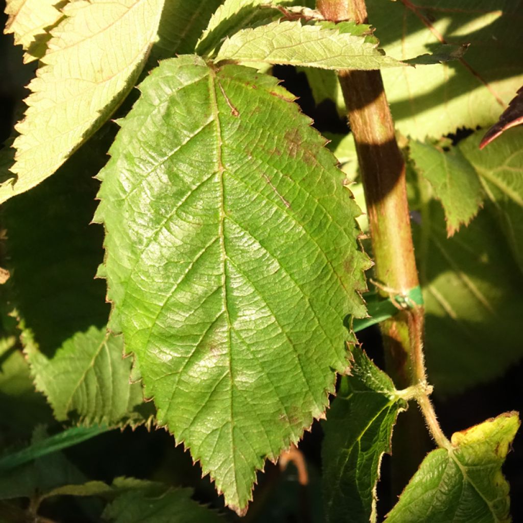 Mûre naine Lucky Berry - Rubus fruticosus