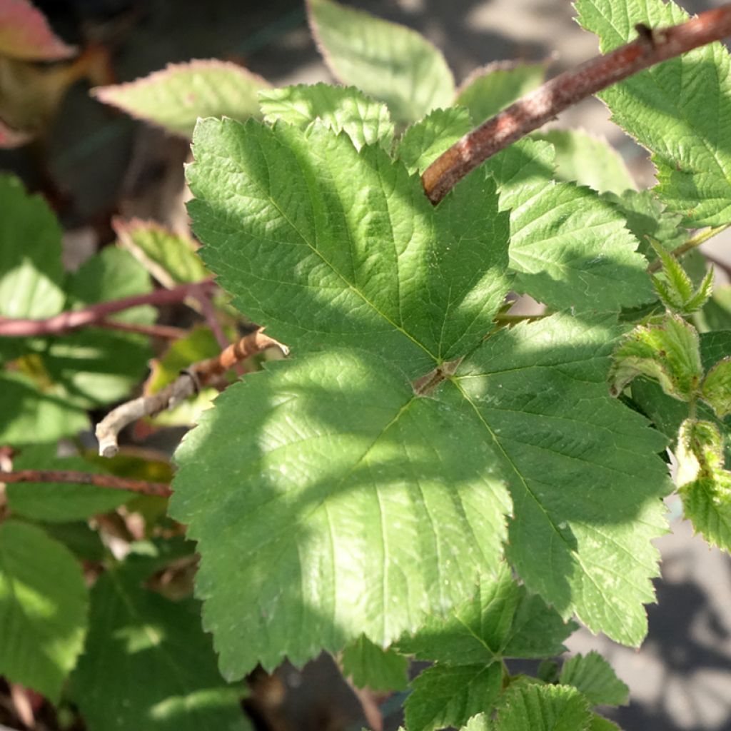 Mûre sans épines Dirksen Thornless - Rubus fruticosus 