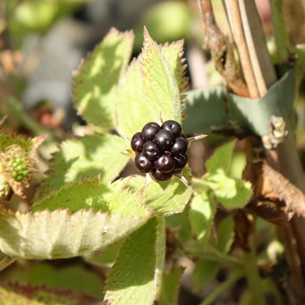 Mûre sans épines Loch Maree - Rubus fruticosus 