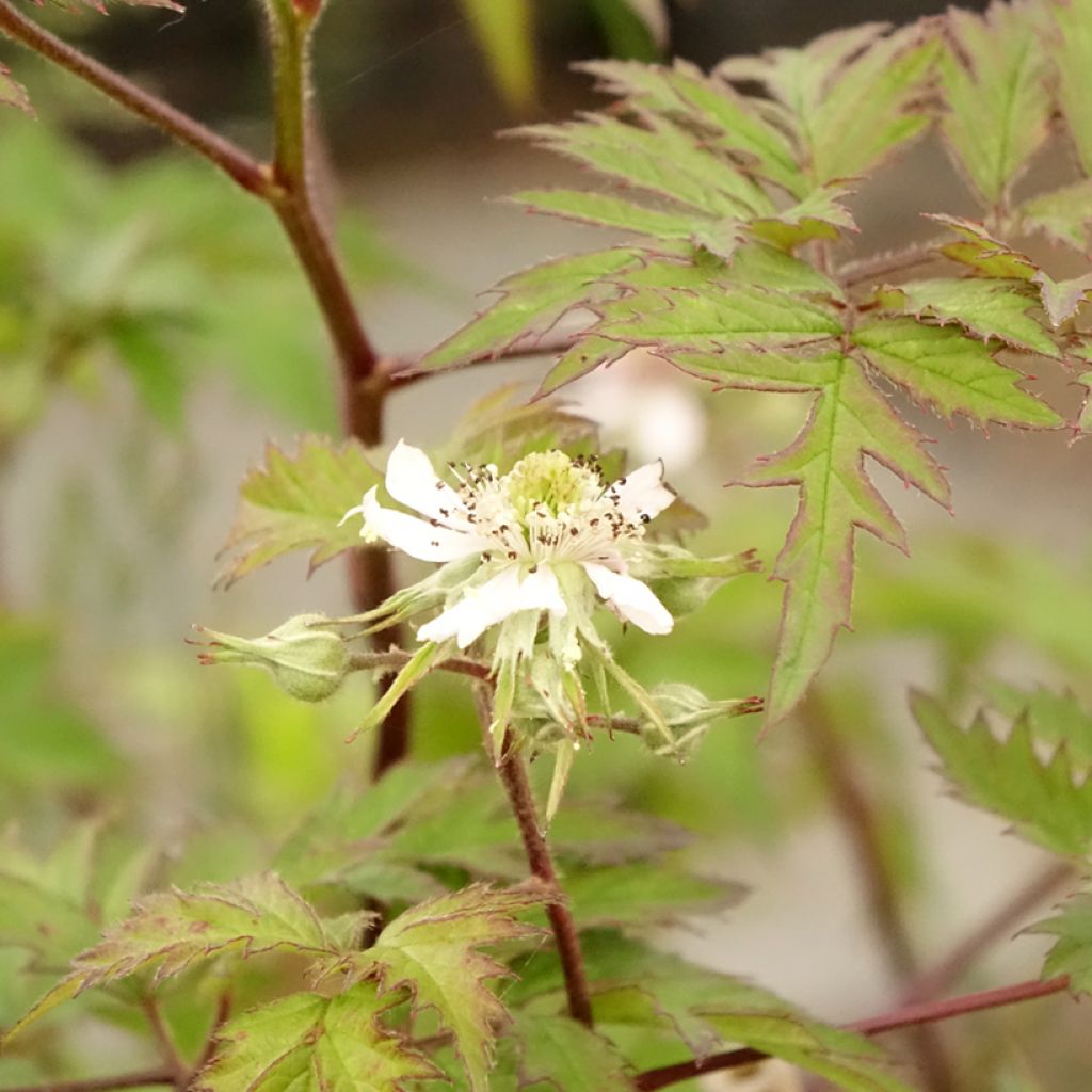 Mûre sans épines Thornless Evergreen