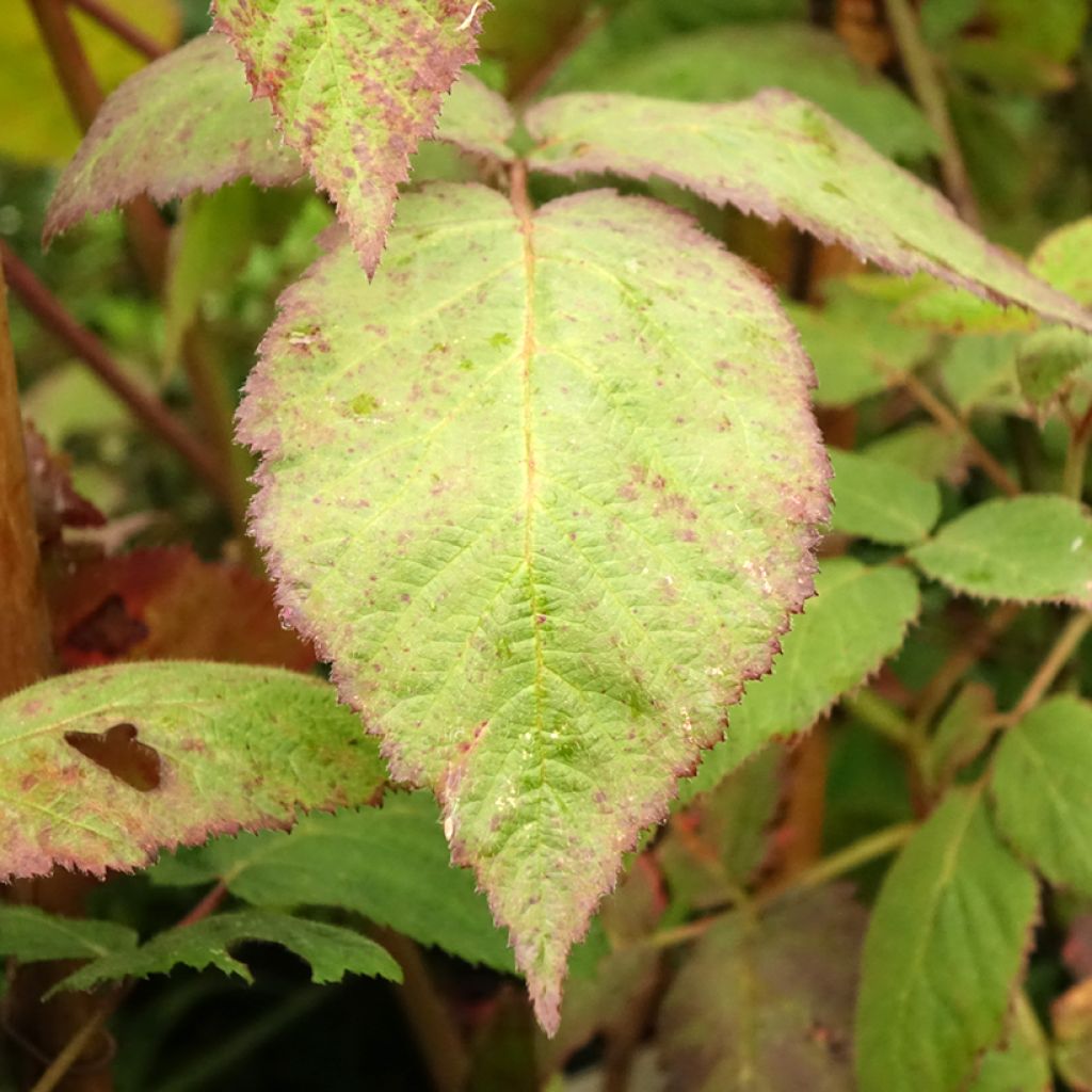 Mûre sans épines Thornfree - Rubus fruticosus