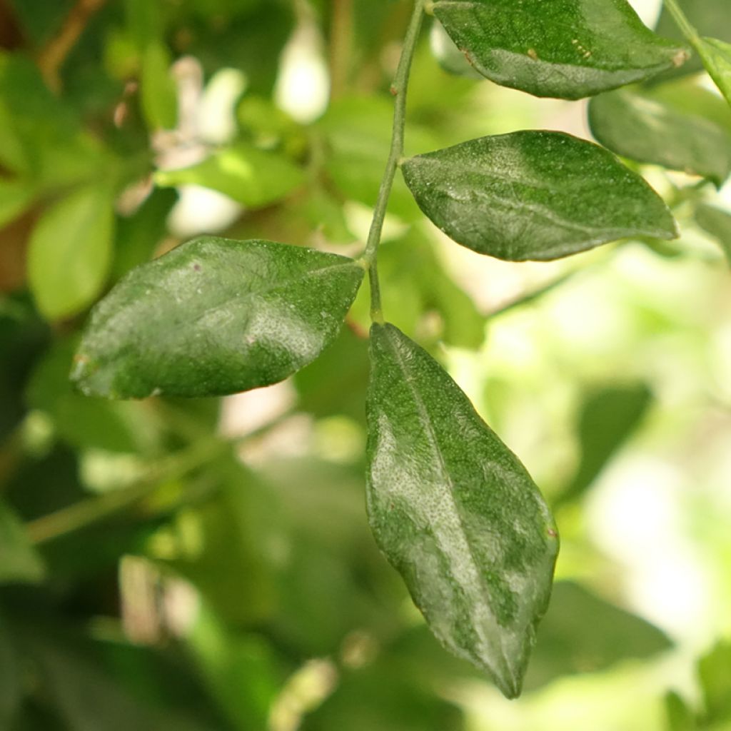 Murraya paniculata - Buis de Chine, Bois jasmin