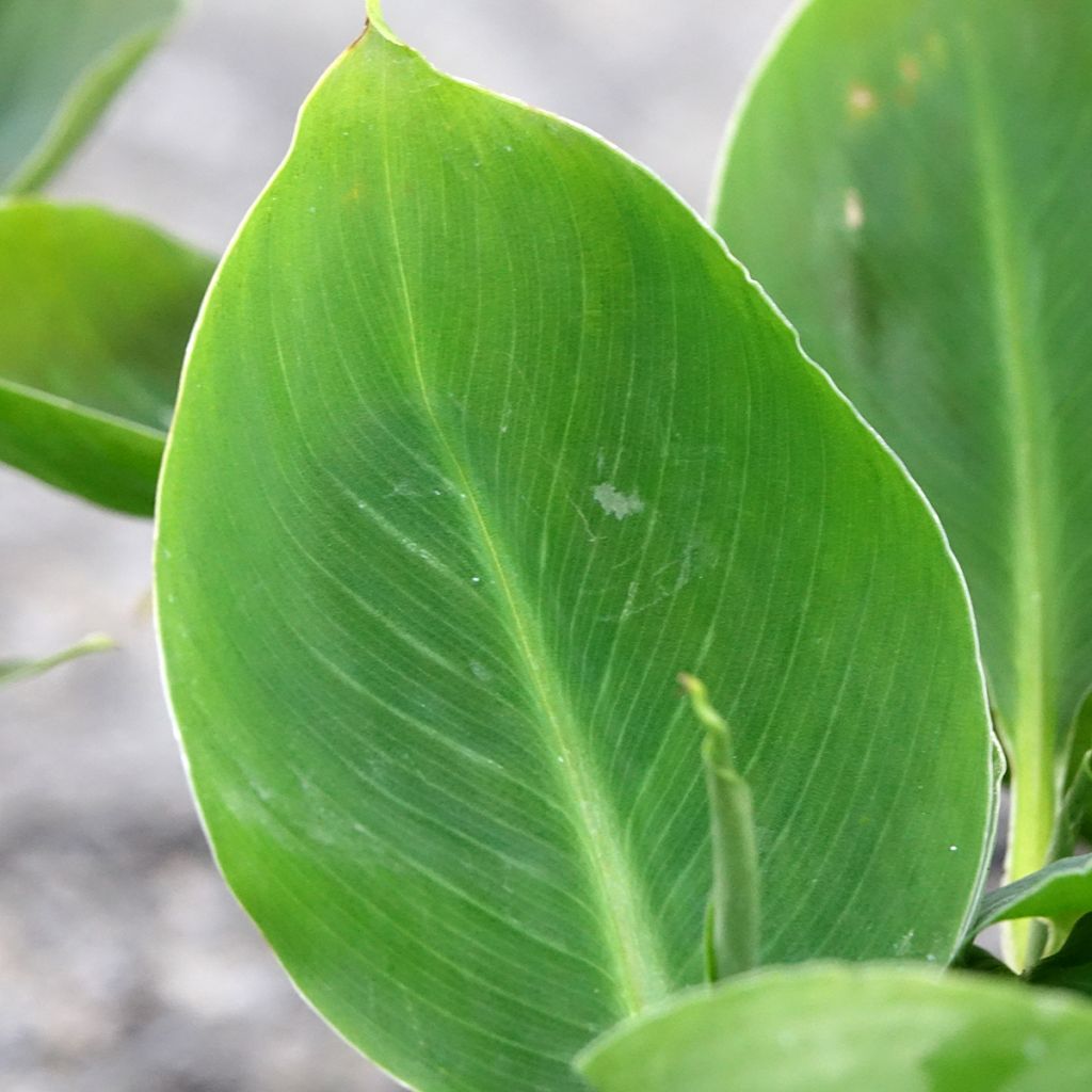Musa acuminata - Bananier