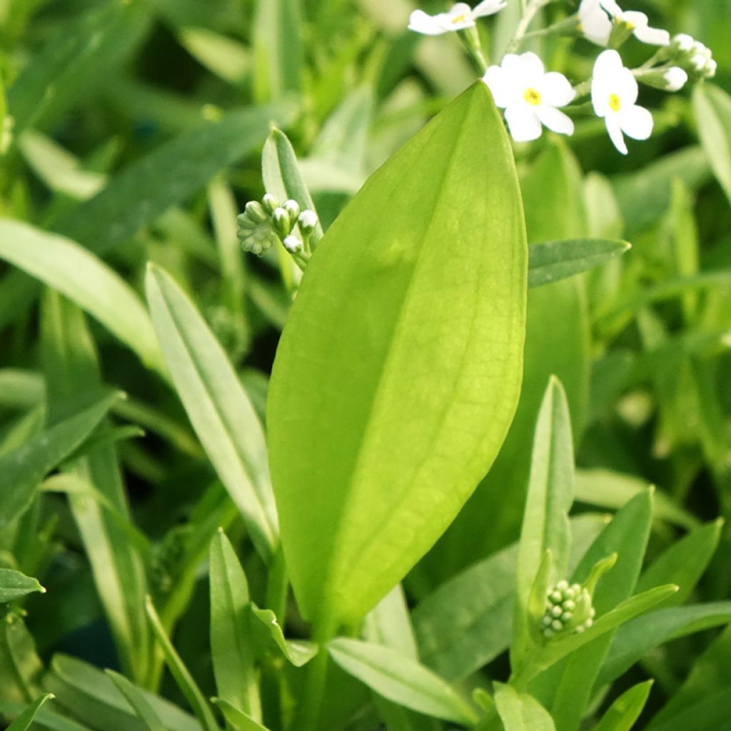 Myosotis scorpioides Alba - Myosotis des marais