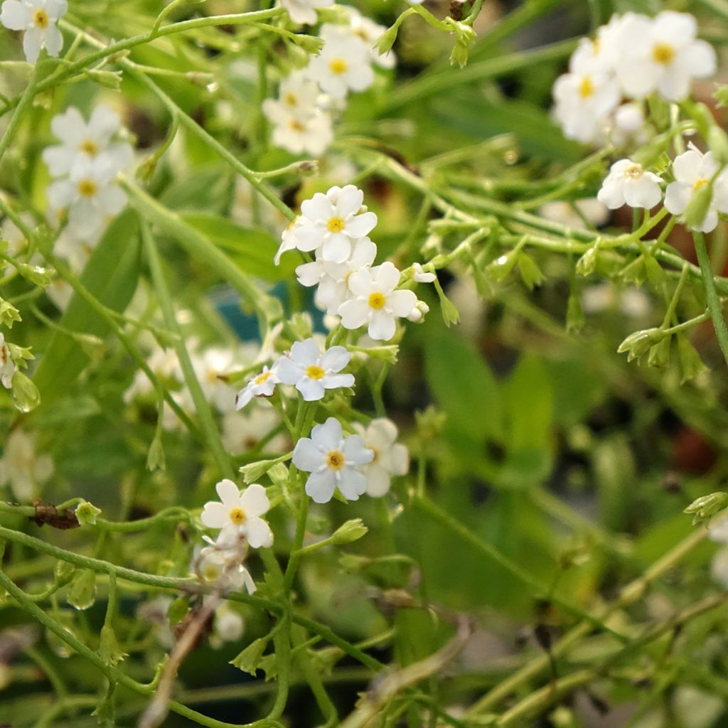Myosotis scorpioides Alba - Myosotis des marais