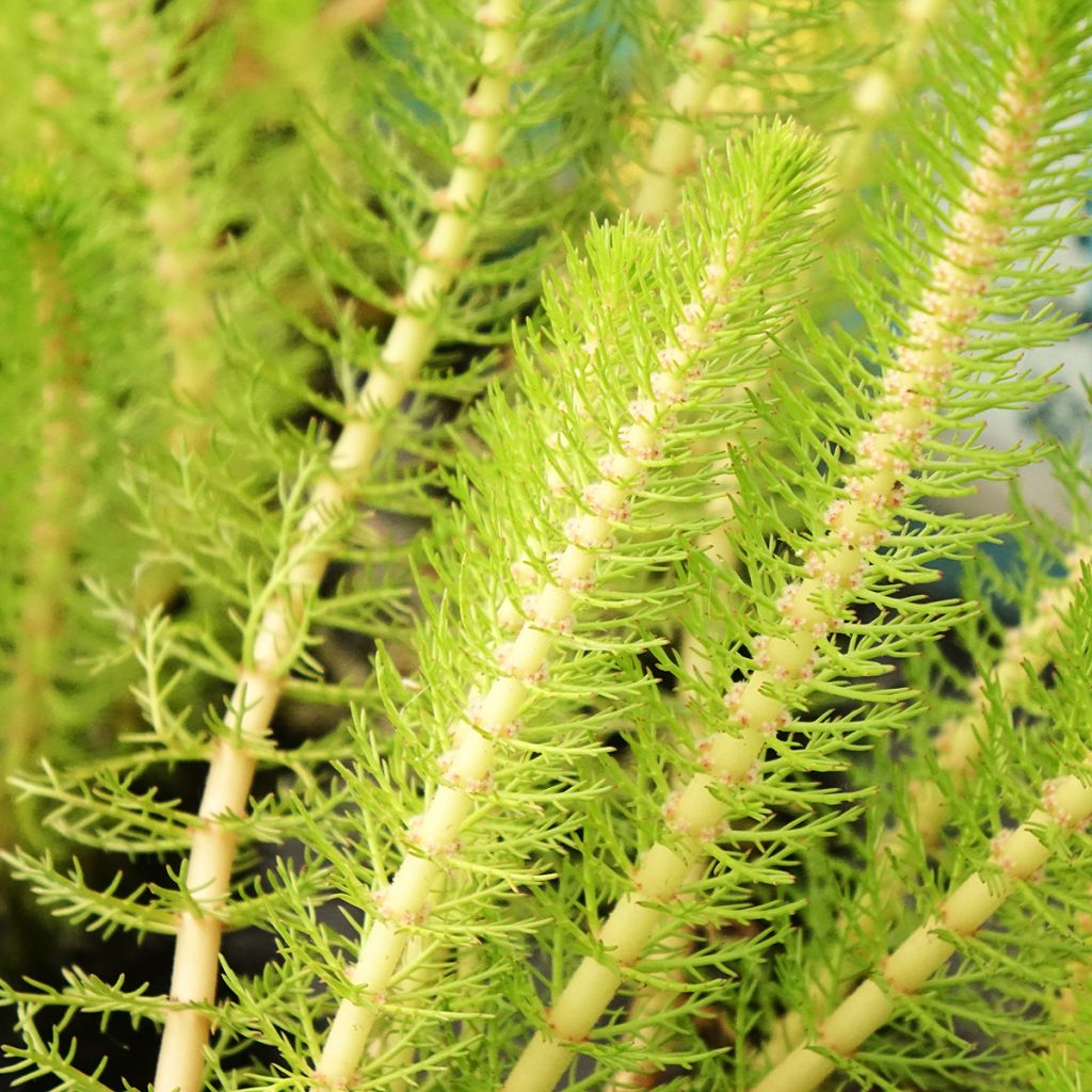 Myriophyllum crispata - Myriophylle