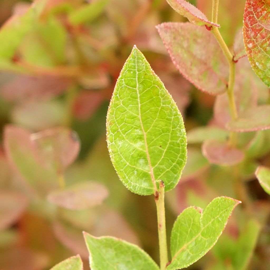 Myrtille d'Amérique - Vaccinium corymbosum Brigitta
