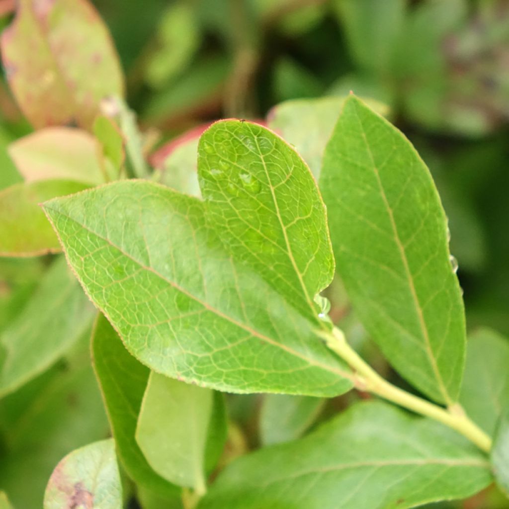 Myrtille d'Amérique - Vaccinium corymbosum Brigitta