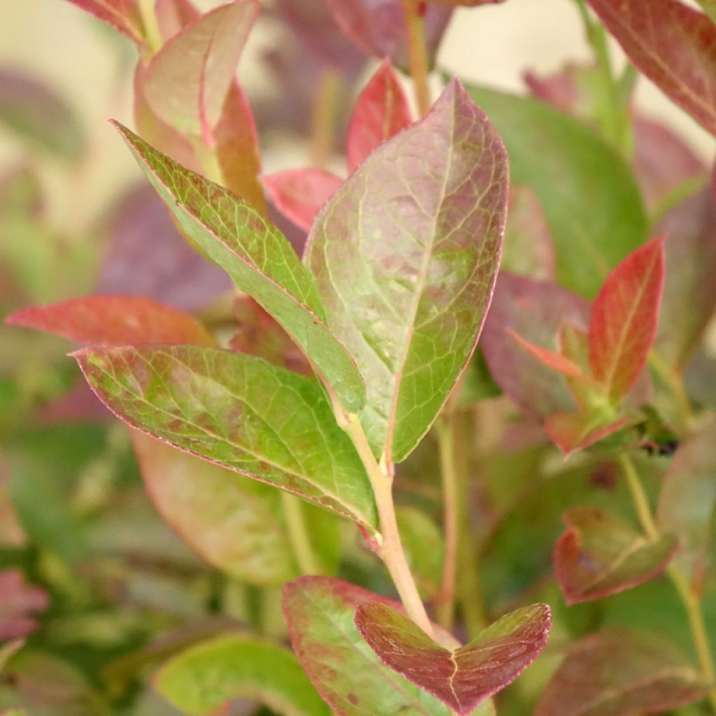 Myrtille d'Amérique - Vaccinium corymbosum Darrow