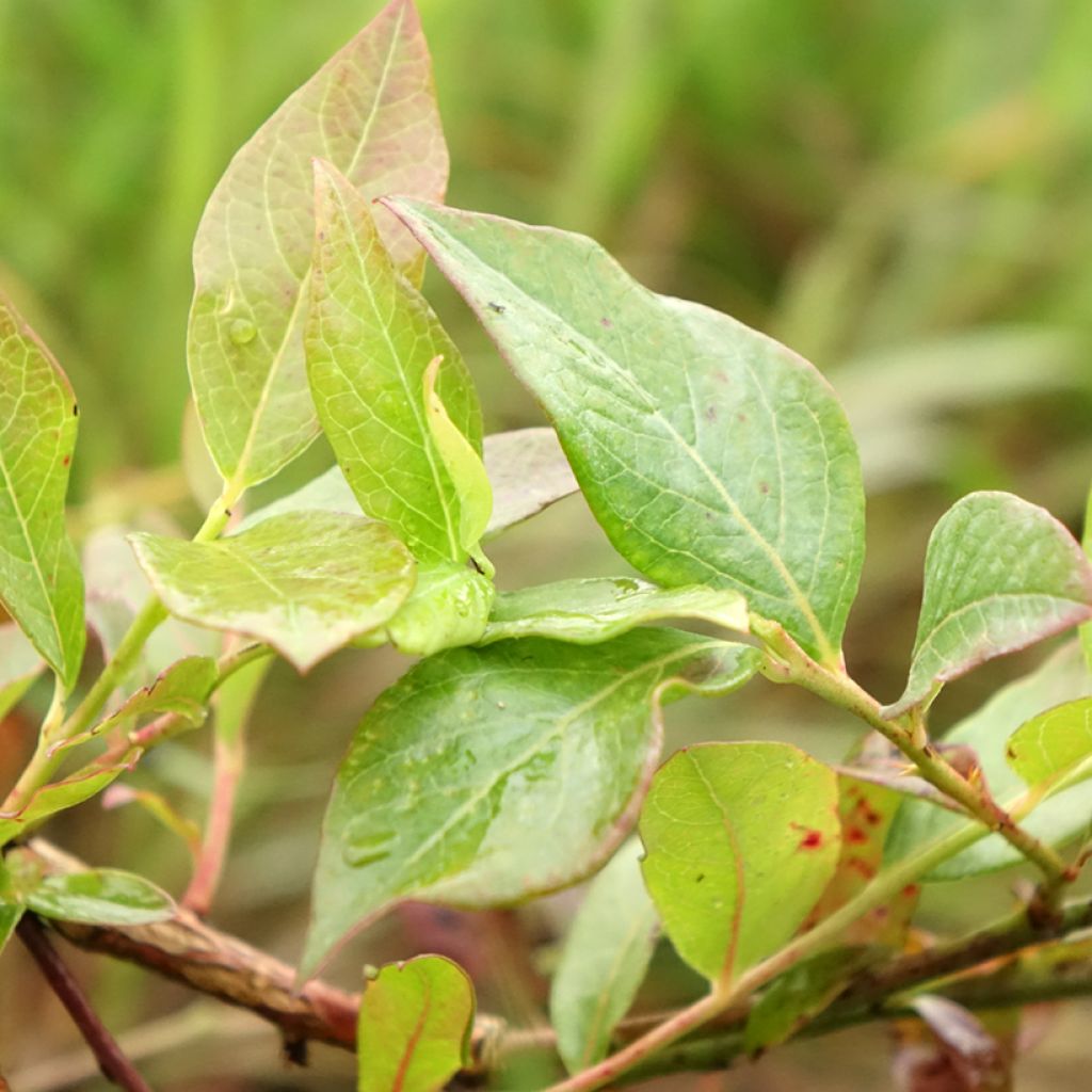 Myrtille d'Amérique - Vaccinium corymbosum Darrow