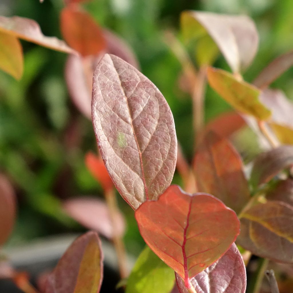 Myrtille d'Amérique - Vaccinium corymbosum North Blue