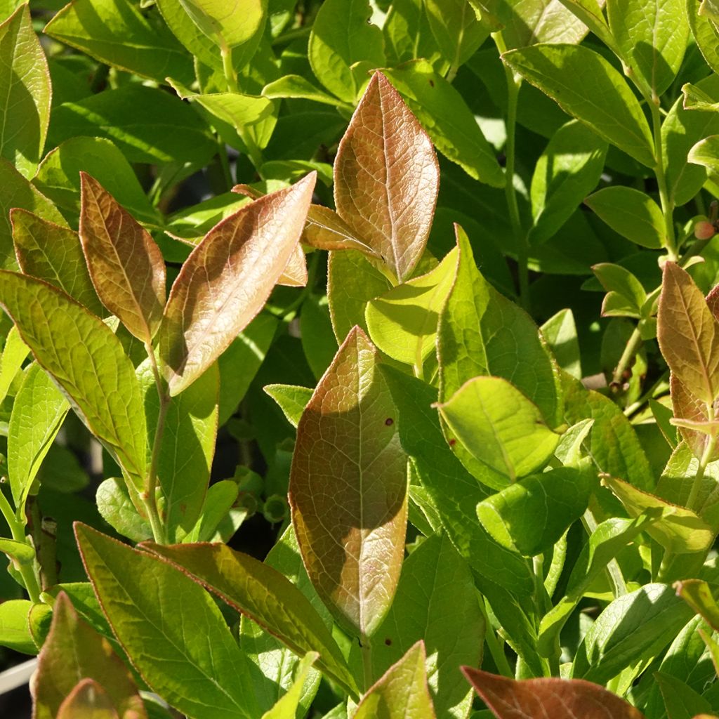 Myrtille d'Amérique - Vaccinium corymbosum Pionner