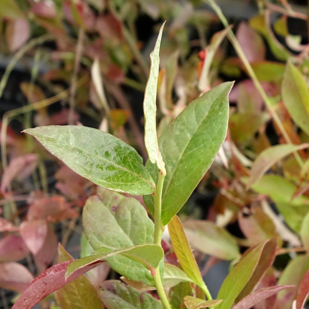 Myrtille d'Amérique - Vaccinium corymbosum Rubel