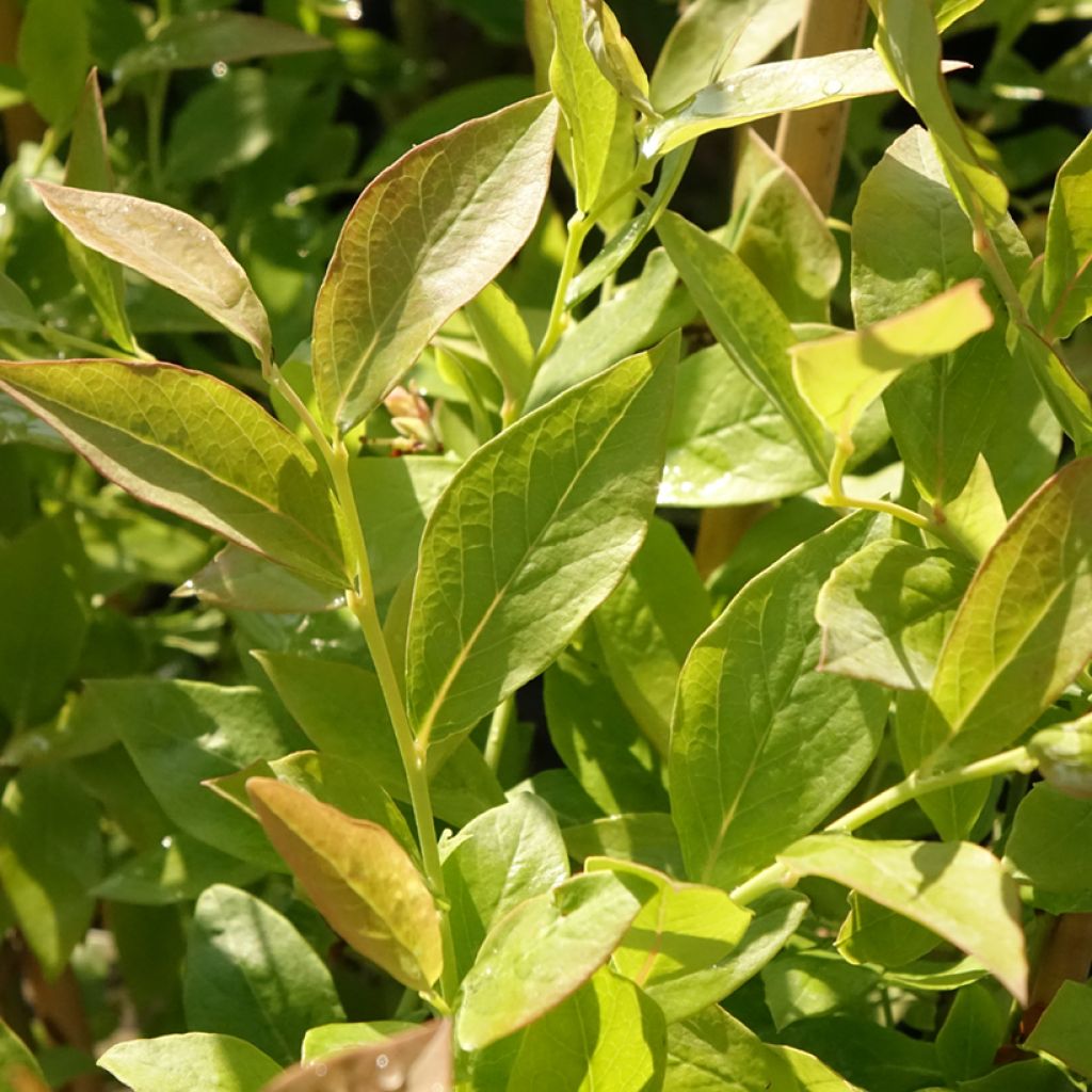 Myrtillier Blue Roma