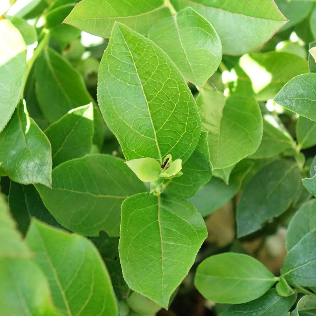 Myrtillier d’Amérique Patriot Bio