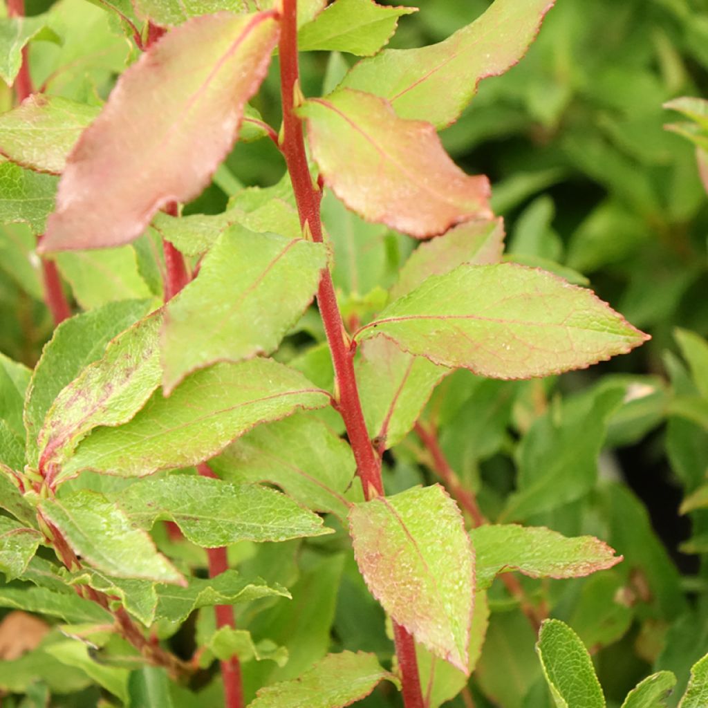 Myrtillier Goutte Bleue® (Blautropf) - Vaccinum cylindraceum