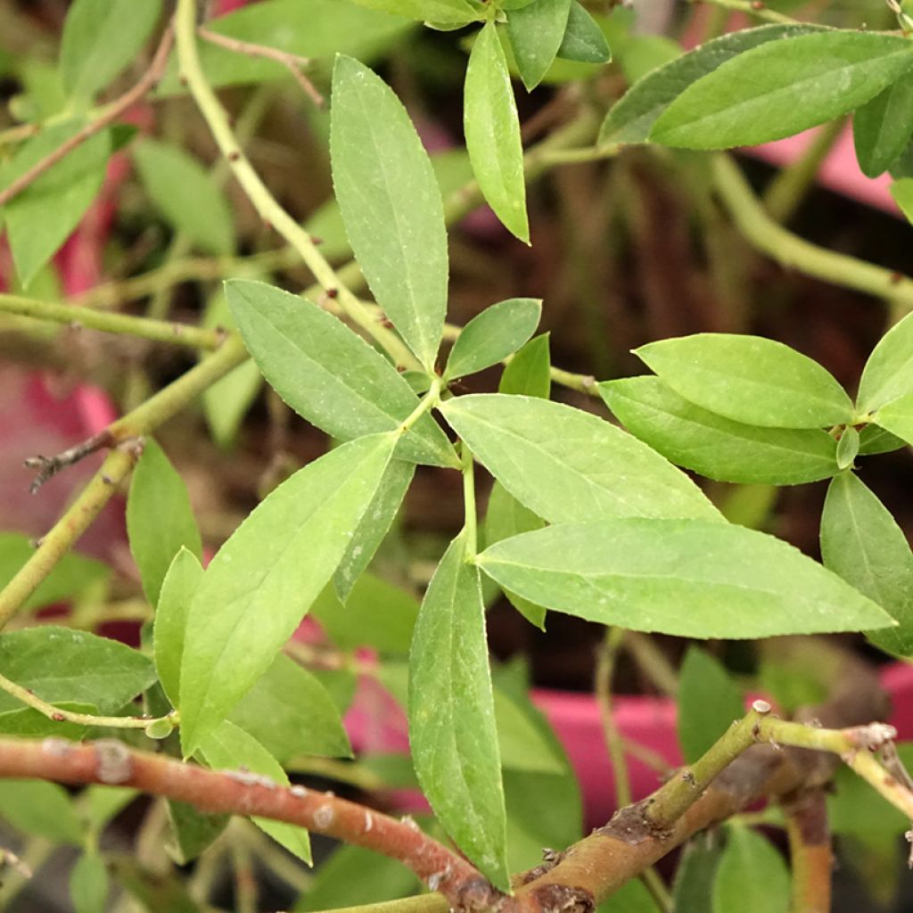 Myrtillier Pink Berry