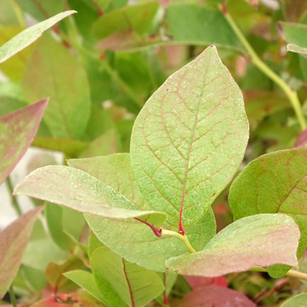 Myrtillier Pink Bonbons - Vaccinium corymbosum 