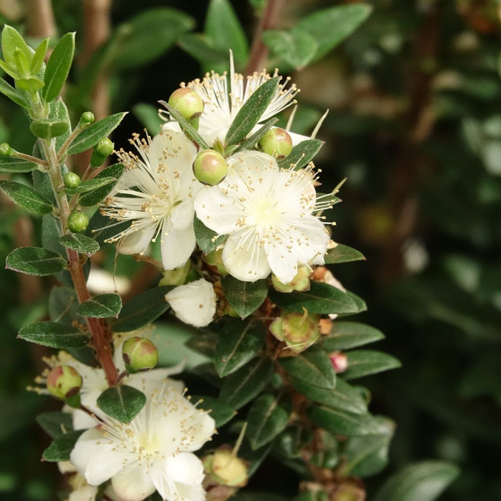 Myrtus communis Tarentina - Myrte commun 