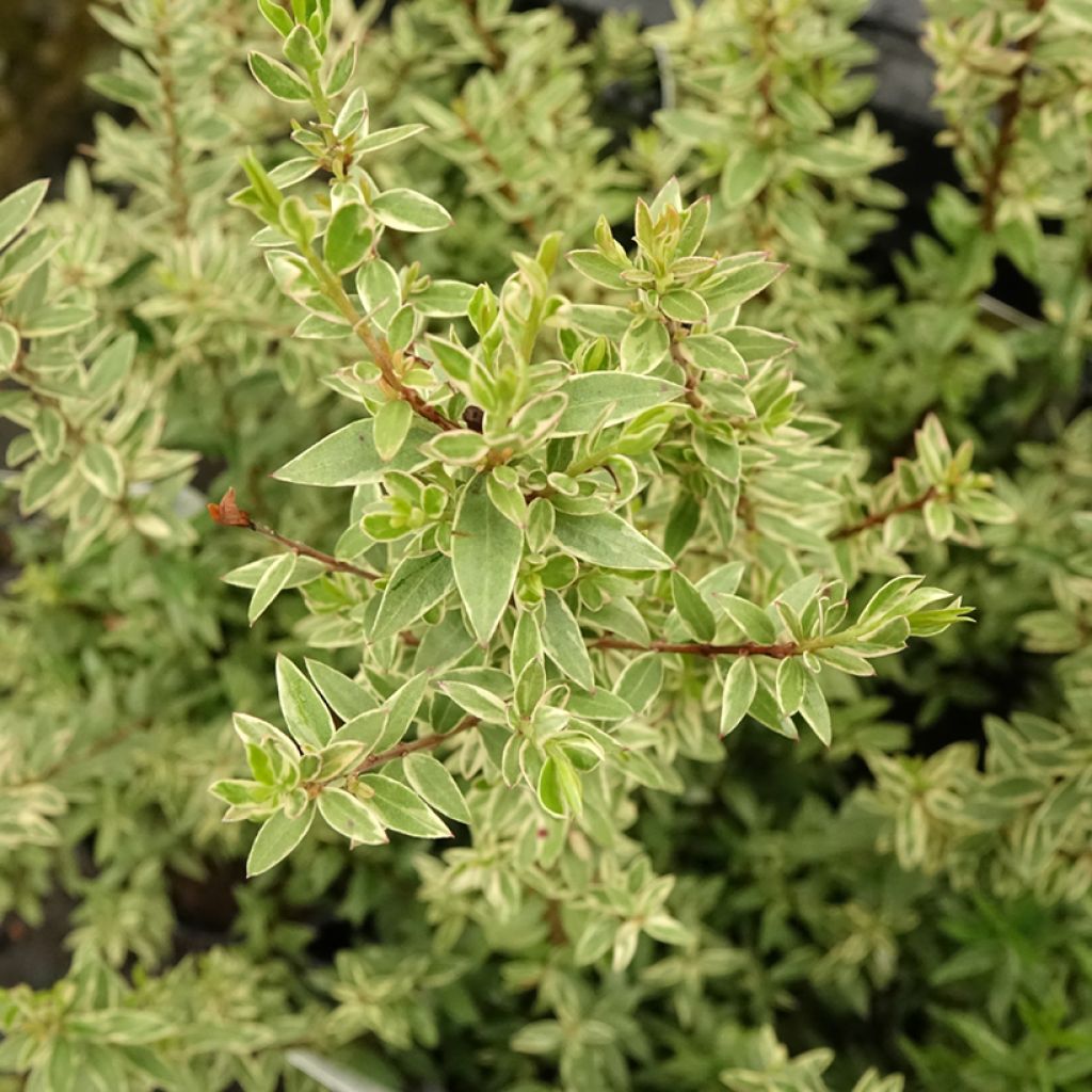 Myrtus communis Variegata - Myrte panaché