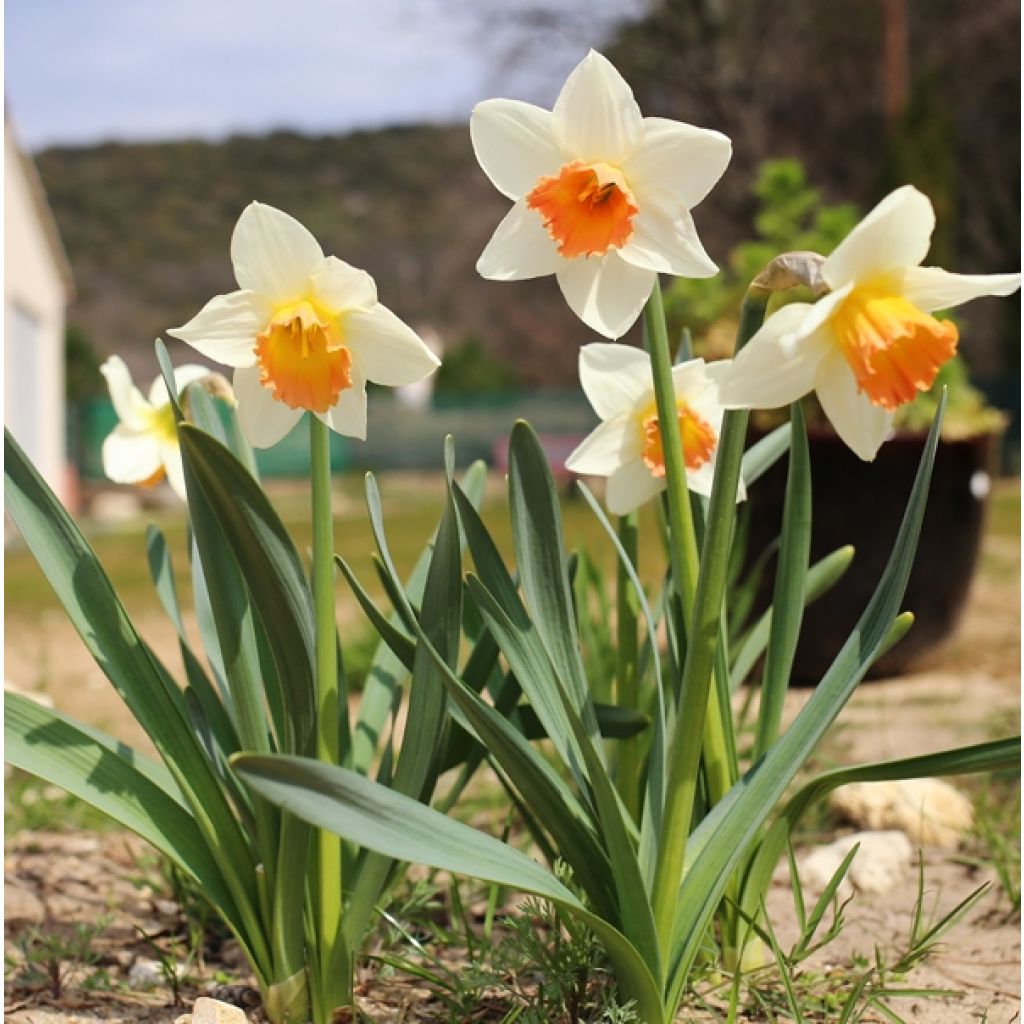 les fleurs n'ont aucune odeur 