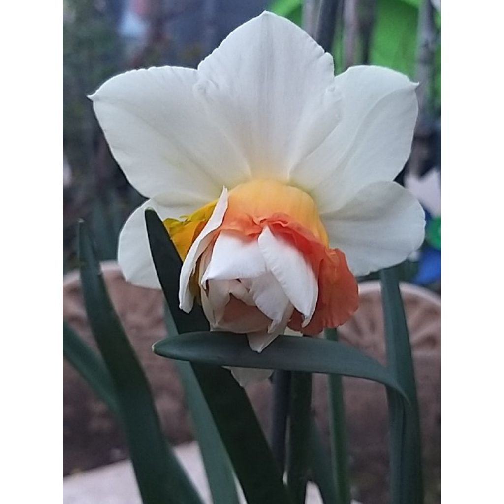 Narcisse Replete