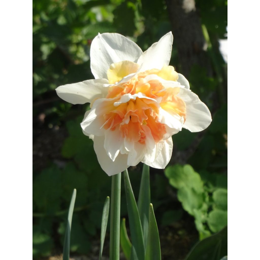Le coeur jaune orangé à l'origine vire au rose saumon au fil des jours