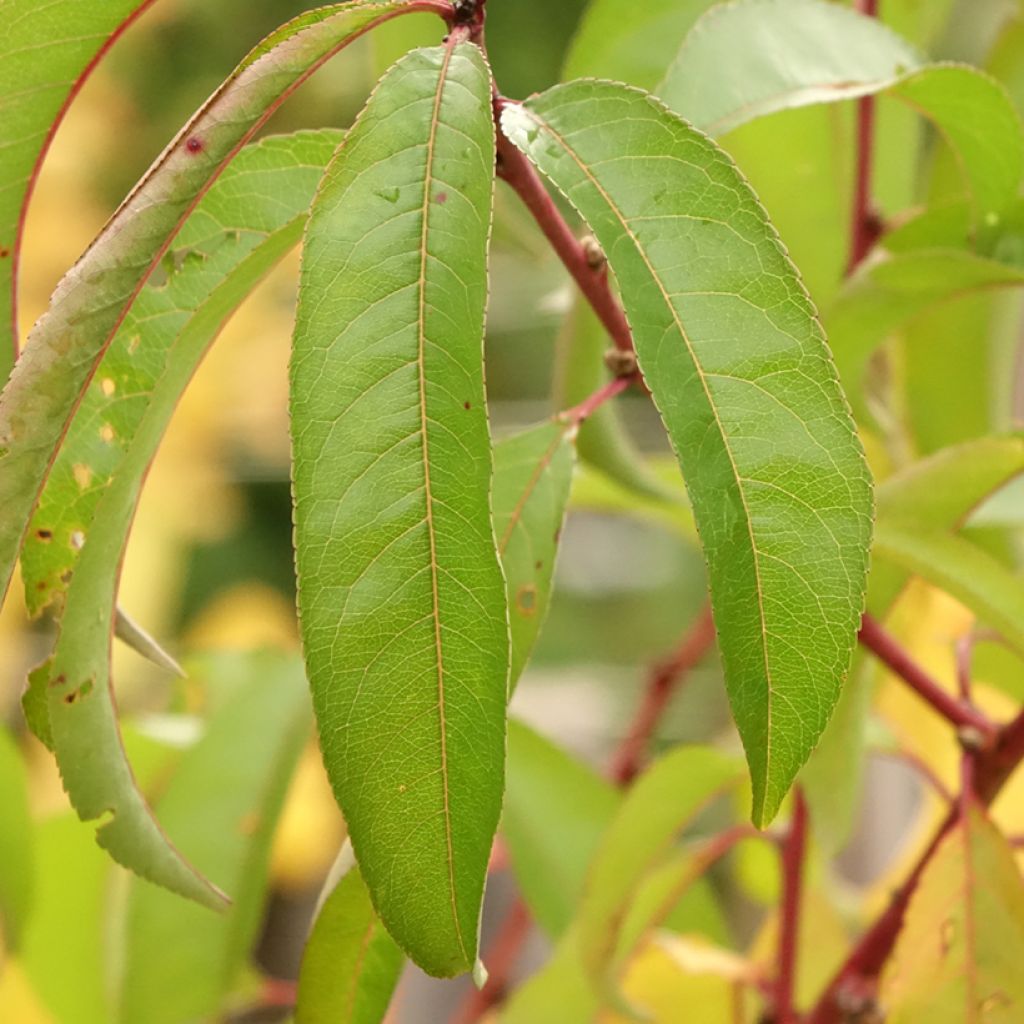 Nectarinier à fruits plats Flateryna - Prunus persica nucipersica