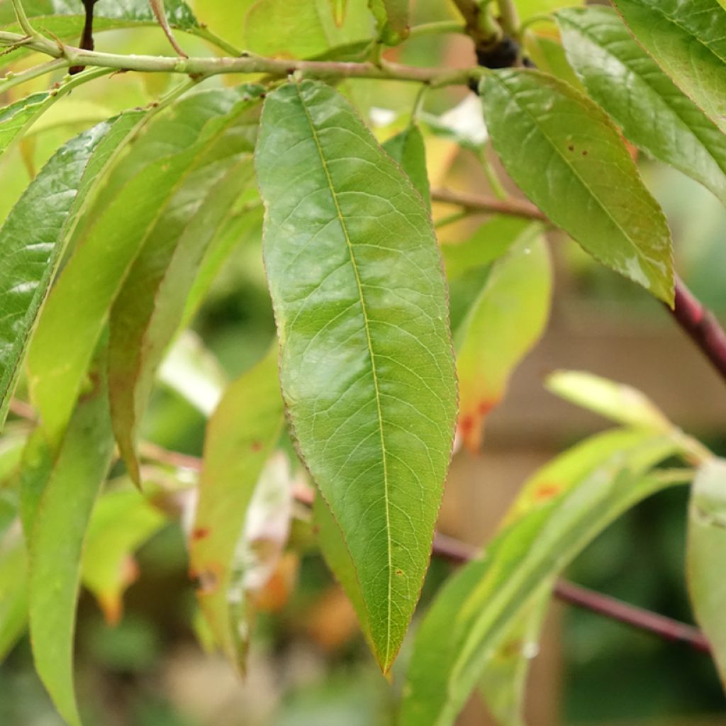 Nectarinier Flavor Top - Prunus persica nucipersica 