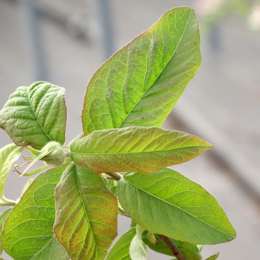 Néflier Géant de Breda - Mespilus germanica Bredase Reus