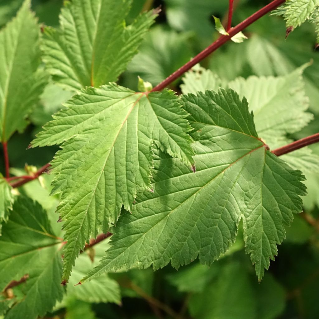 Neillia affinis