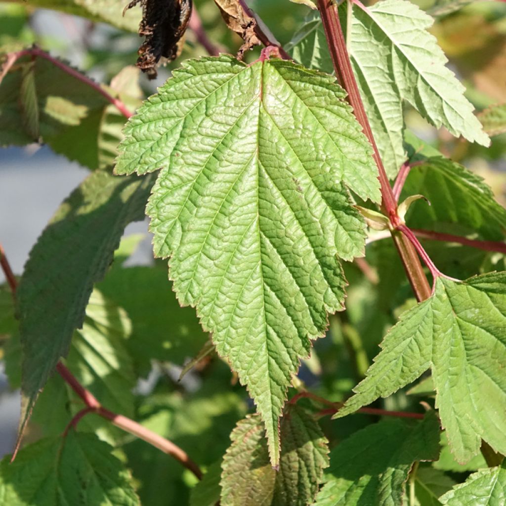 Neillia thibetica - Fausse-spirée du Tibet