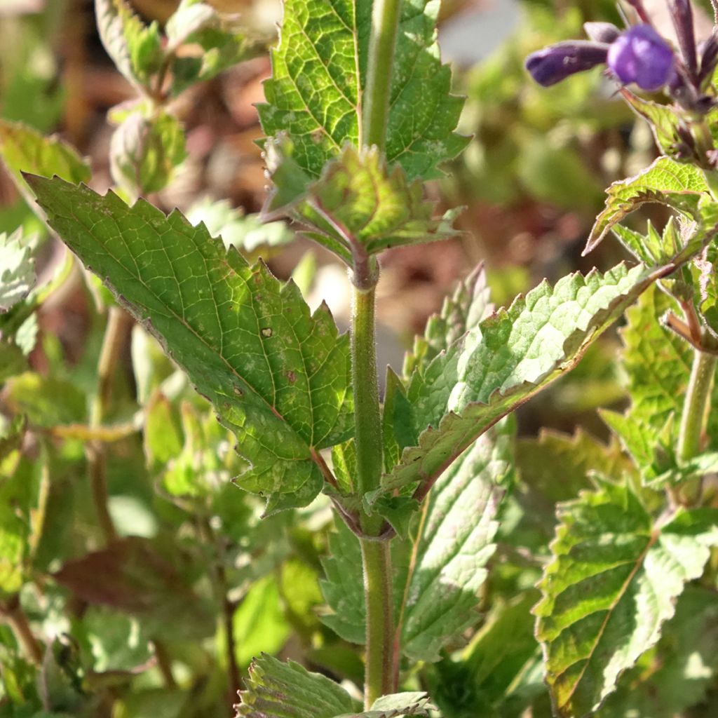 Nepeta Blue Dragon - Nepeta à fleurs bleu-violet