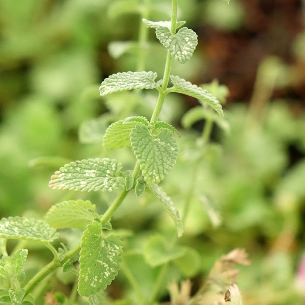 Nepeta faassenii Cat's Pajamas