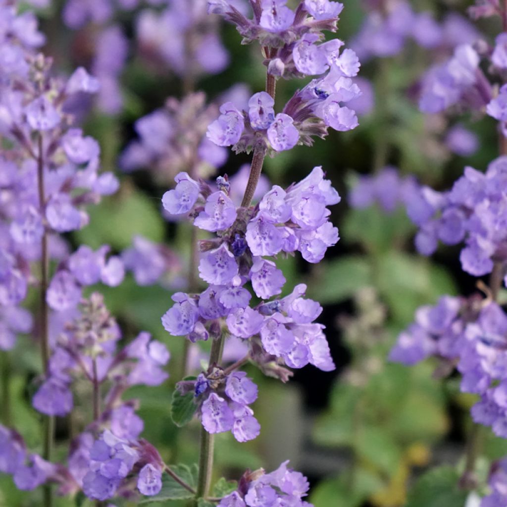 Nepeta faassenii Cat's Pajamas