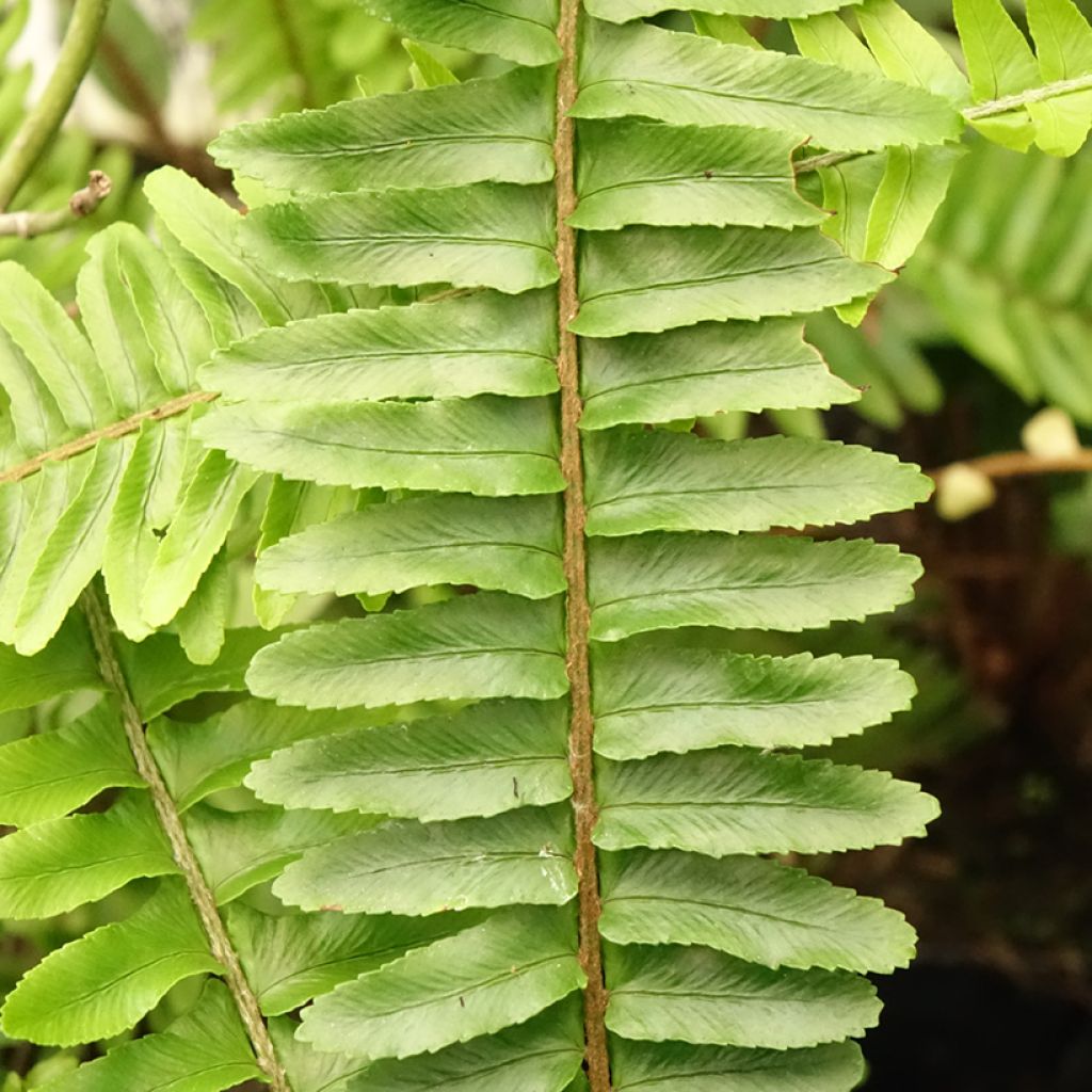 Nephrolepis cordifolia  Artic Jungle - Fougère de Boston rustique